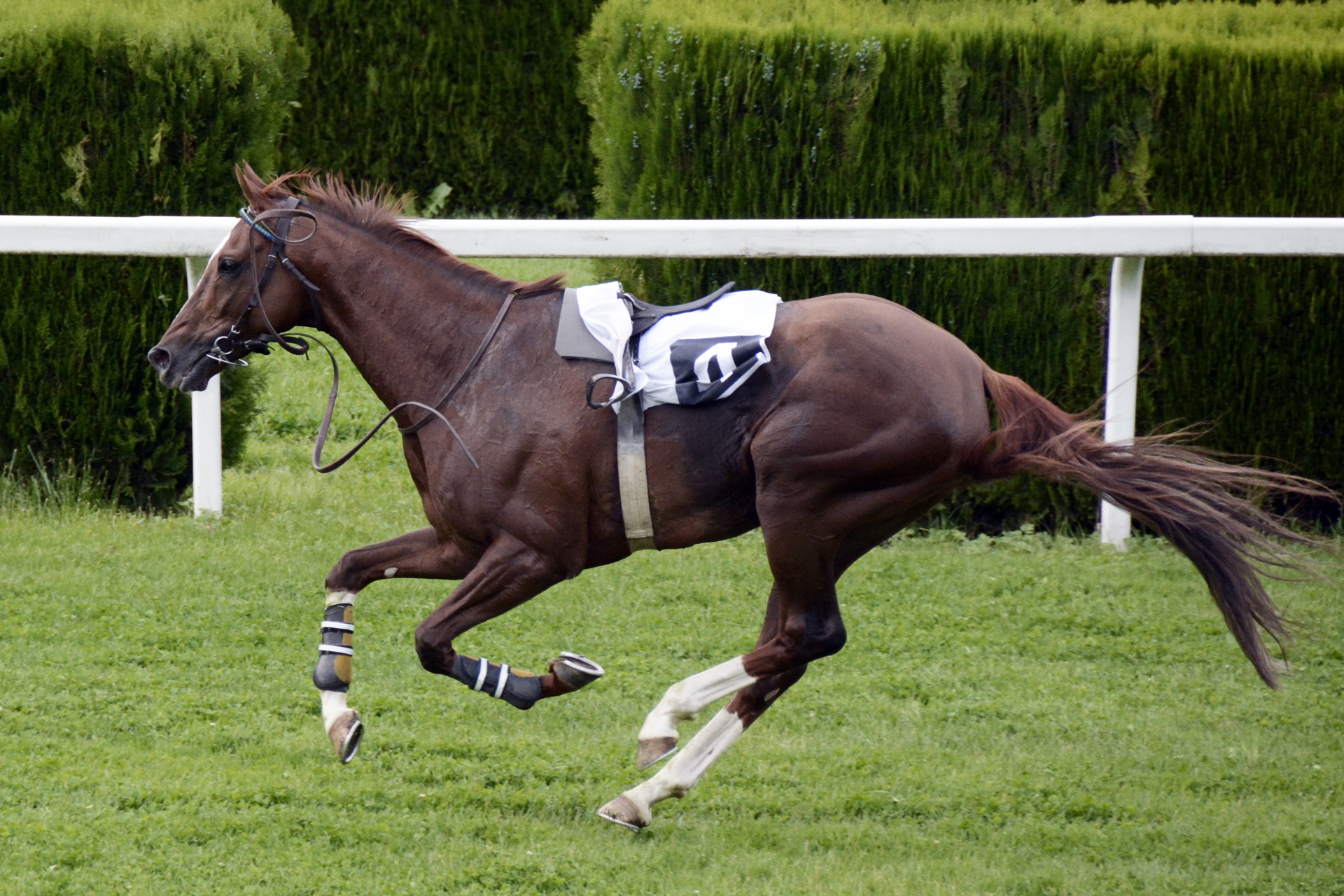 horse-racing